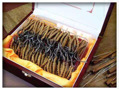 乌兰冬虫夏草回收